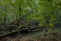 Autumnal deciduous stand with rotting wood Royalty Free Stock Photo