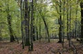 Autumnal deciduous stand with rotting wood Royalty Free Stock Photo