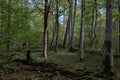 Autumnal deciduous stand with rotting wood Royalty Free Stock Photo