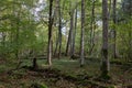 Autumnal deciduous stand with rotting wood