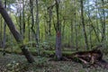 Autumnal deciduous stand with rotting wood Royalty Free Stock Photo