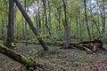 Autumnal deciduous stand with rotting wood Royalty Free Stock Photo