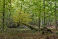 Autumnal deciduous stand with rotting wood Royalty Free Stock Photo