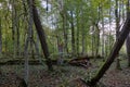 Autumnal deciduous stand with rotting wood Royalty Free Stock Photo