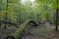 Autumnal deciduous stand with rotting wood Royalty Free Stock Photo