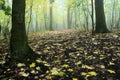 Autumnal deciduous temperate forest Royalty Free Stock Photo