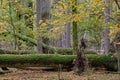 Autumnal deciduous tree stand with hornbeams Royalty Free Stock Photo