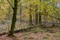 Autumnal deciduous tree stand with hornbeams Royalty Free Stock Photo