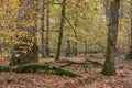 Autumnal deciduous tree stand with hornbeams and oaks Royalty Free Stock Photo