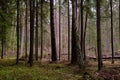 Autumnal deciduous tree stand with moss and broken trees