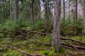 Autumnal deciduous tree stand with moss and broken trees Royalty Free Stock Photo