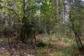 Autumnal deciduous tree stand with moss and broken trees