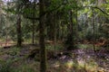 Autumnal deciduous tree stand with moss and broken trees Royalty Free Stock Photo