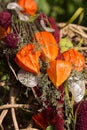 Autumnal decoration with Chinese lantern plant Physalis alkekengi Royalty Free Stock Photo