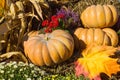 Autumnal decoration with pumpkins Royalty Free Stock Photo