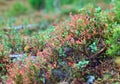 Autumnal dense forest landscape