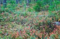 Autumnal dense forest landscape