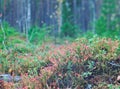 Autumnal dense forest landscape