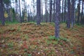 Autumnal dense forest landscape