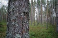 Autumnal dense forest landscape