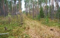 Autumnal dense forest landscape