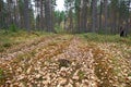Autumnal dense forest landscape