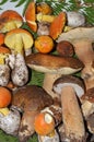 Autumnal edible mushrooms Royalty Free Stock Photo
