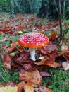 Autumnal Fairy Toadstool Royalty Free Stock Photo