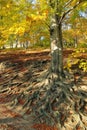 Autumnal fall landscape - Royalty Free Stock Photo