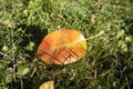 Autumnal fallen orange leaf on green grass.Autumnal fallen orange leaf on green grass. Royalty Free Stock Photo