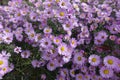 Autumnal florescence of pink Michaelmas daisy