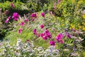Autumnal flower bed with pink cosmea and white asters, bright sunny day in september Royalty Free Stock Photo