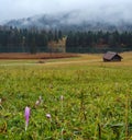 Autumnal flowers on meadow near alpine lake Geroldee or Wagenbruchsee, Bavaria, Germany Royalty Free Stock Photo