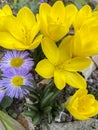 Autumnal flowers. Yellow Crocus Colhicum and New England Aster in autumn garden Royalty Free Stock Photo