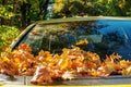 Autumnal foliage on a car window