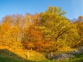 Autumnal foliage discoloration background