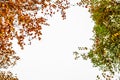 Autumnal foliage framework isolated on a white background