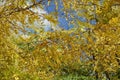 Autumnal foliage of Gleditsia triacanthos against blue sky in October Royalty Free Stock Photo