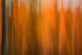 Autumnal forest abstraction