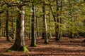 Autumnal colours in the forest.