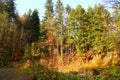 Autumnal forest with fur-trees Royalty Free Stock Photo