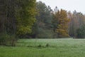 An autumnal forest, Warsaw, Poland