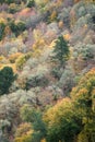 Autumnal forest with a predominance of yellowish tonalities