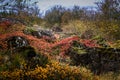 Autumnal forest in Reykjavik, Iceland. Colorful forest floor, stones covered with moss in foreground.