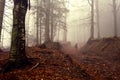 Autumnal Forest Walk