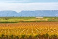 Autumnal fruit n grape farm