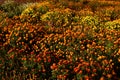 Autumnal garden in the UK. Flowers, trees, pumpkins, colors Royalty Free Stock Photo