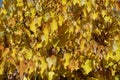 Autumnal gold colored leafage of cercis canadensis