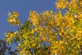 Autumnal golden foliage of ash on background of blue sky Royalty Free Stock Photo