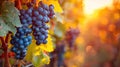 Autumnal Grape Harvest in Vineyard at Sunset Royalty Free Stock Photo